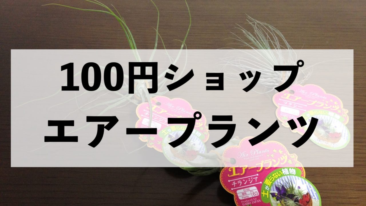 100均のエアープランツを育てて１ヶ月 コレクションとわかったこと オルカのまいにち