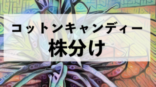 ここを抑えれば枯れない ウスネオイデスの育て方 オルカのまいにち