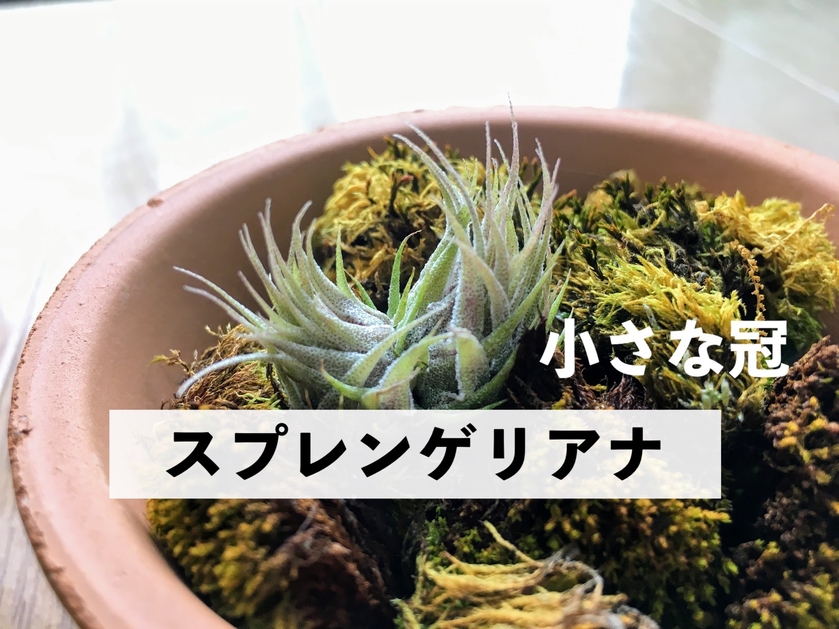 極小希少種スプレンゲリアナを育ててみての印象｜オルカのまいにち