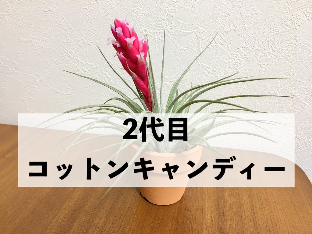 2代目コットンキャンディーが開花 花が咲くまでの成長記録 オルカのまいにち