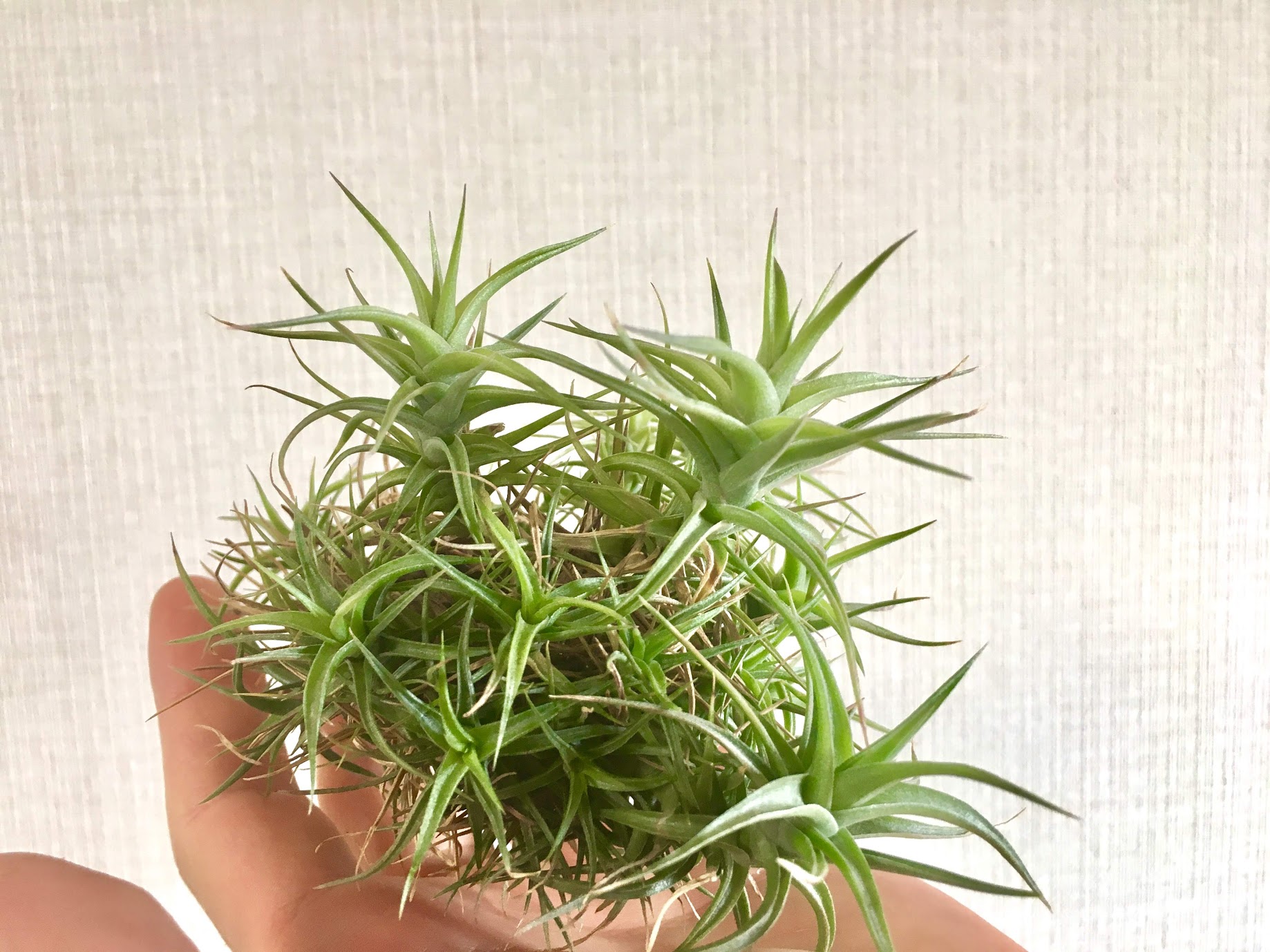 小さなクランプとライトグリーンが眩しいアエラントス ミニアータ オルカのまいにち